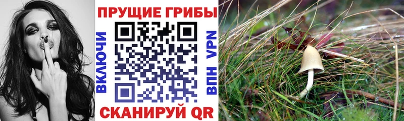Купить закладки  Харовск  Псилоцибиновые грибы Psilocybe 